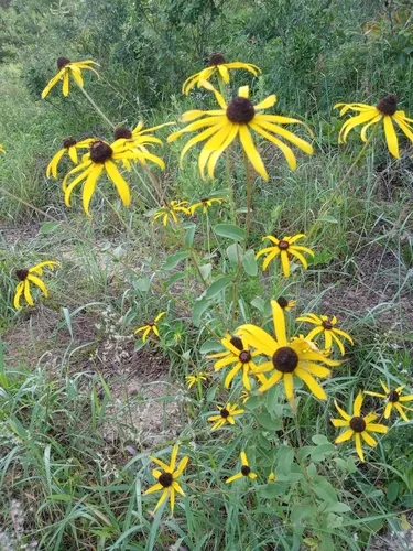 Softhair Coneflower — photo by s_s_farnsworth