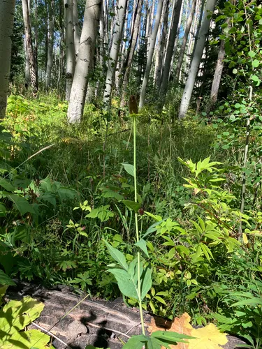 Montane Coneflower — photo by Farrar R