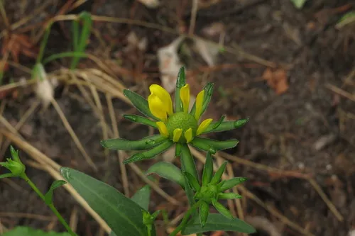 Roughleaf Coneflower — photo by David A. Harrison
