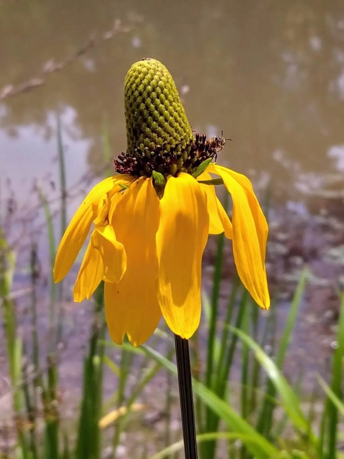 Texas Coneflower — photo by Wikilouque