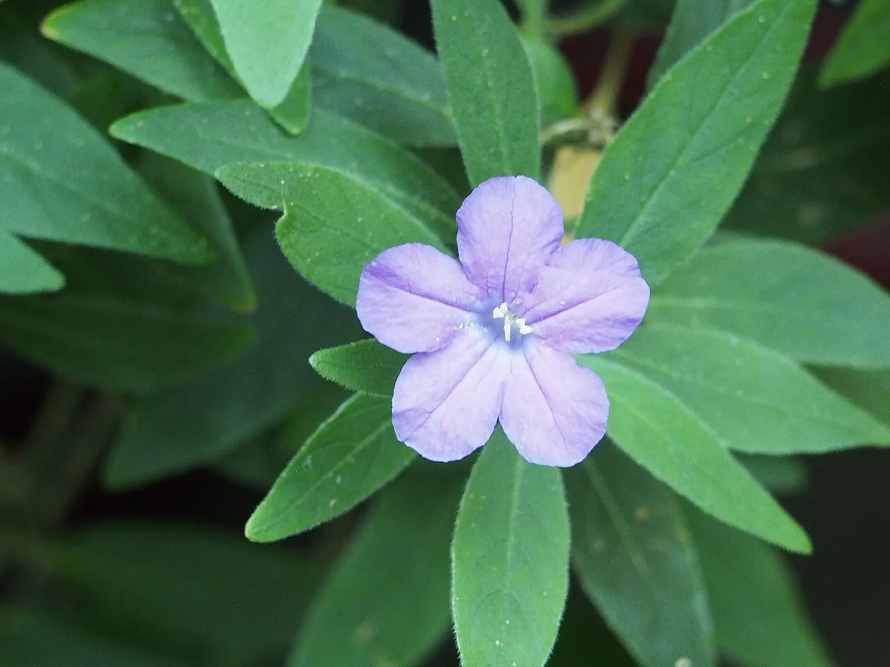 Carolina Wild Petunia (subsp. ciliosa) — photo by Agnieszka Kwiecień, Nova