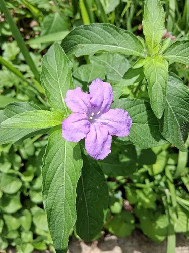 Carolina Wild Petunia — photo by Haven