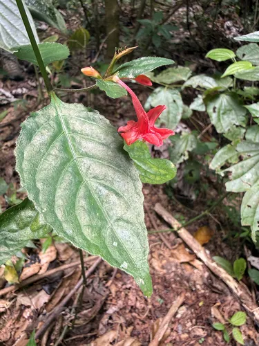 Yerba Maravilla — photo by Omar Monzon Carmona