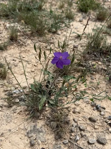 Corzo's Wild Petunia