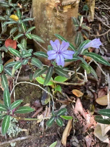 Brazilian Wild Petunia — photo by Spencer Barrett