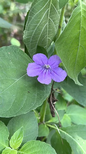 Drummond's Wild Petunia