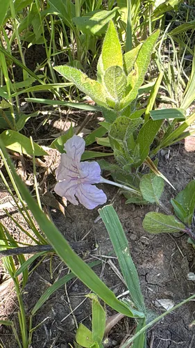 Fringeleaf Wild Petunia