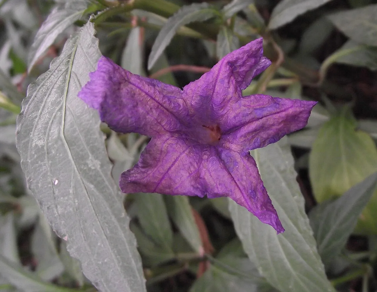 Softseed Wild Petunia — photo by Stickpen