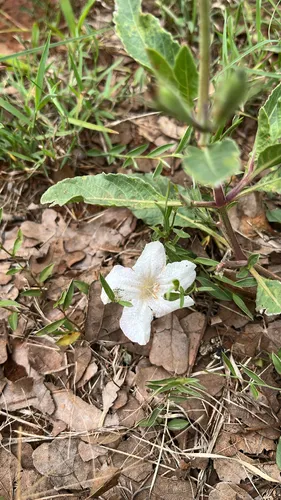Metz's Wild Petunia — photo by chickenz