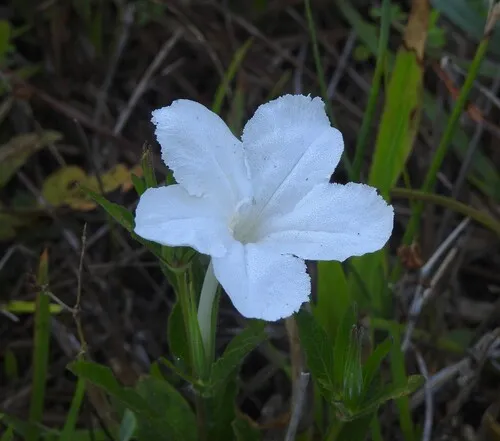 Nightflowering Wild Petunia — photo by Mark Kenderdine
