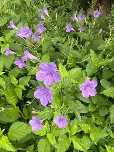 Western Wild Petunia — photo by kristicakes