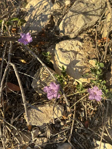 Parry's Wild Petunia — photo by Wendy A