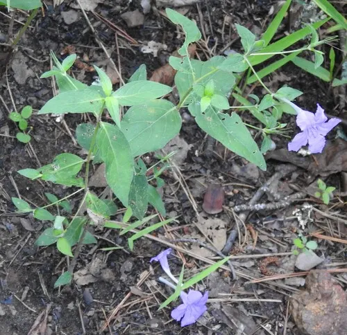 Stalked Wild Petunia (subsp. pinetorum) — photo by saltyhiker