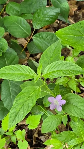 Limestone Wild Petunia