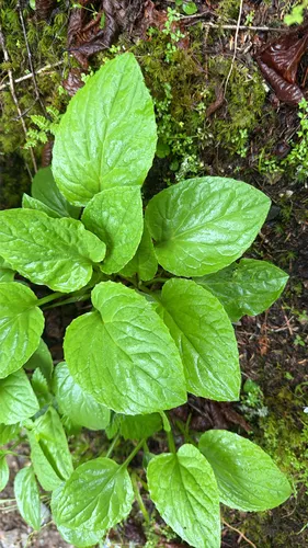 Rugel's Indianplantain — photo by kerakis