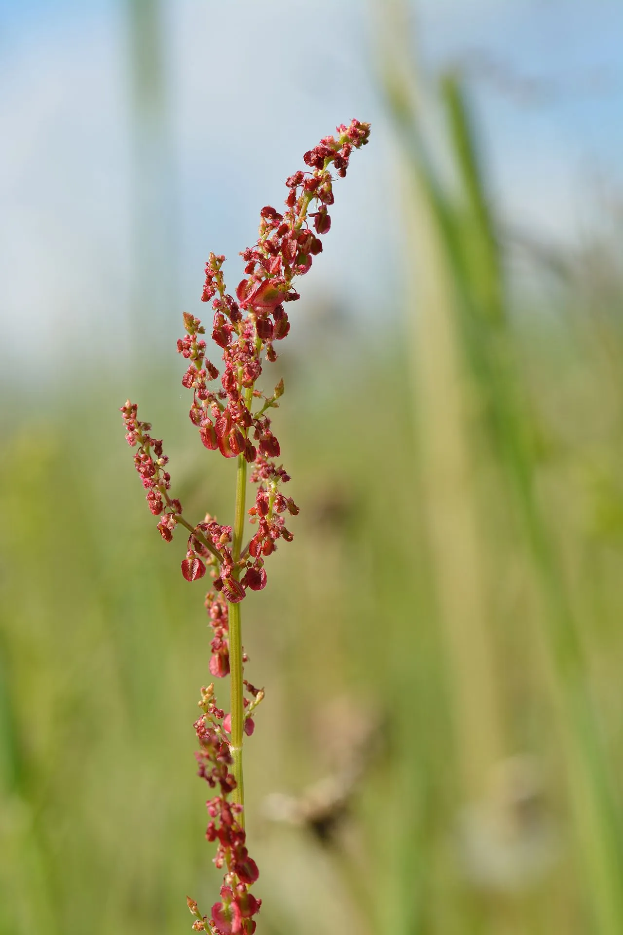 Garden Sorrel (subsp. acetosa) — photo by Ivar Leidus