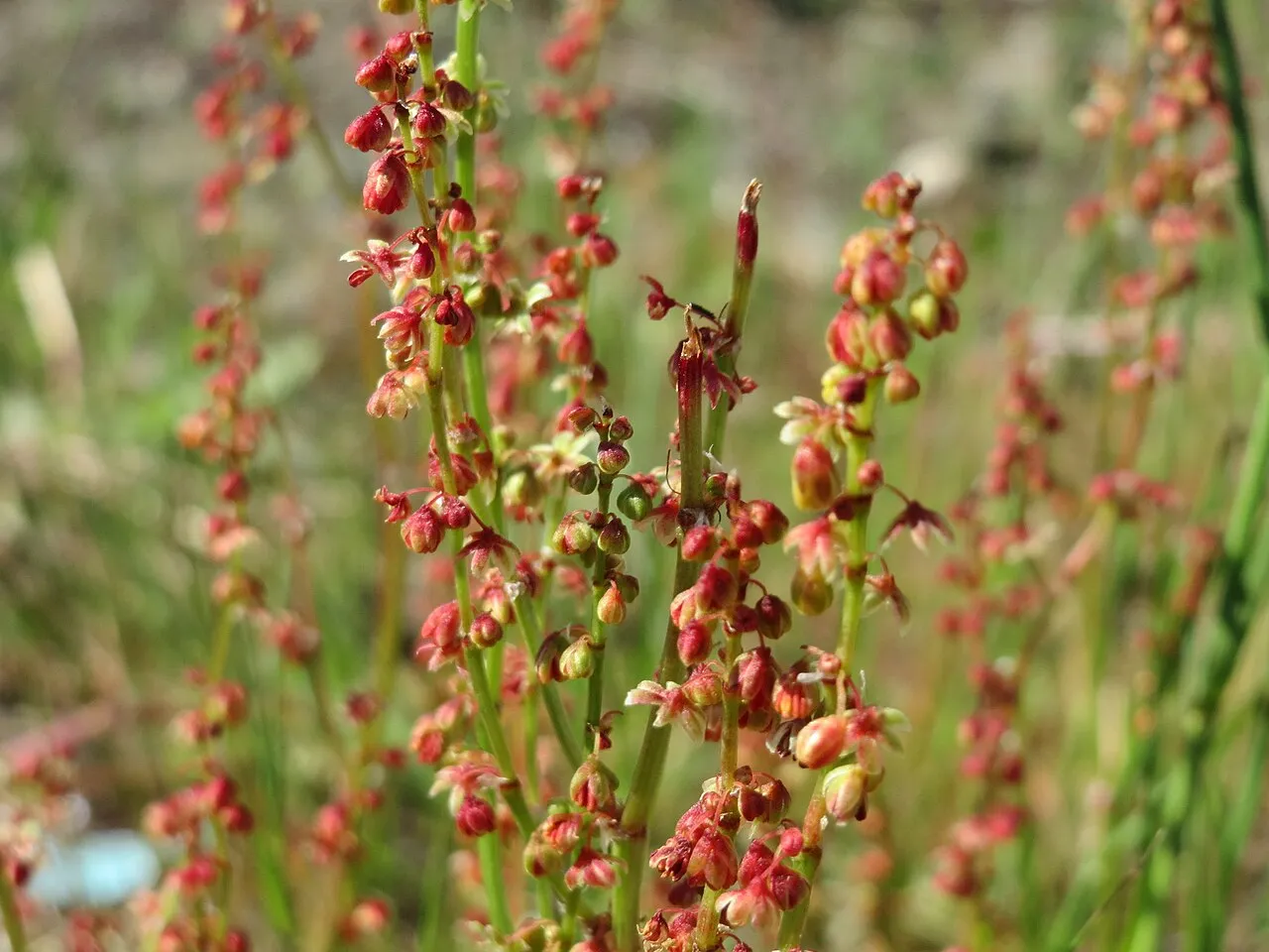 Common Sheep Sorrel