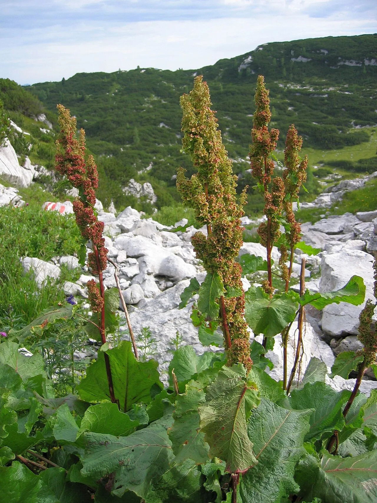 Munk's Rhubarb — photo by Wikimedia Commons