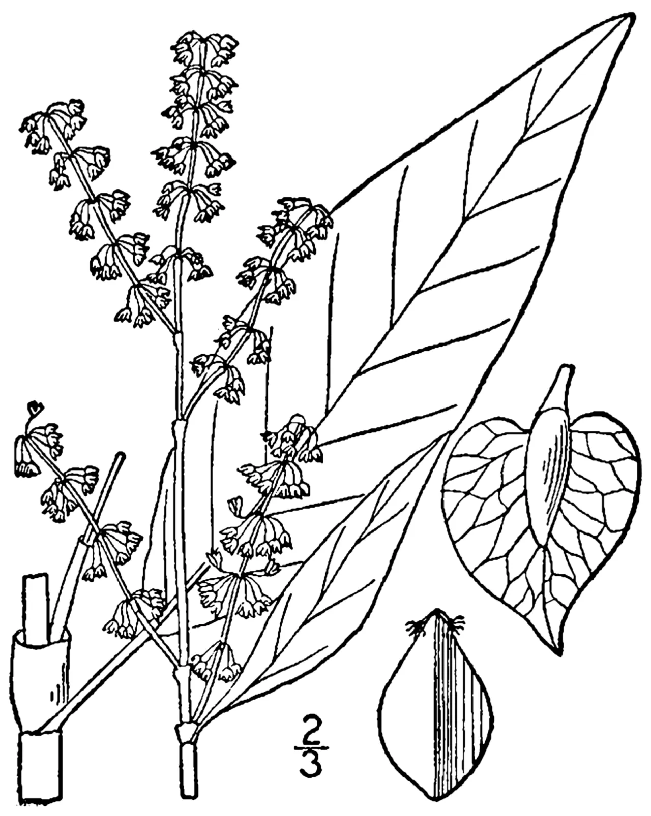 Pale Dock — photo by Britton, N.L., and A. Brown. 1913. An illustrated flora of the northern Unite…