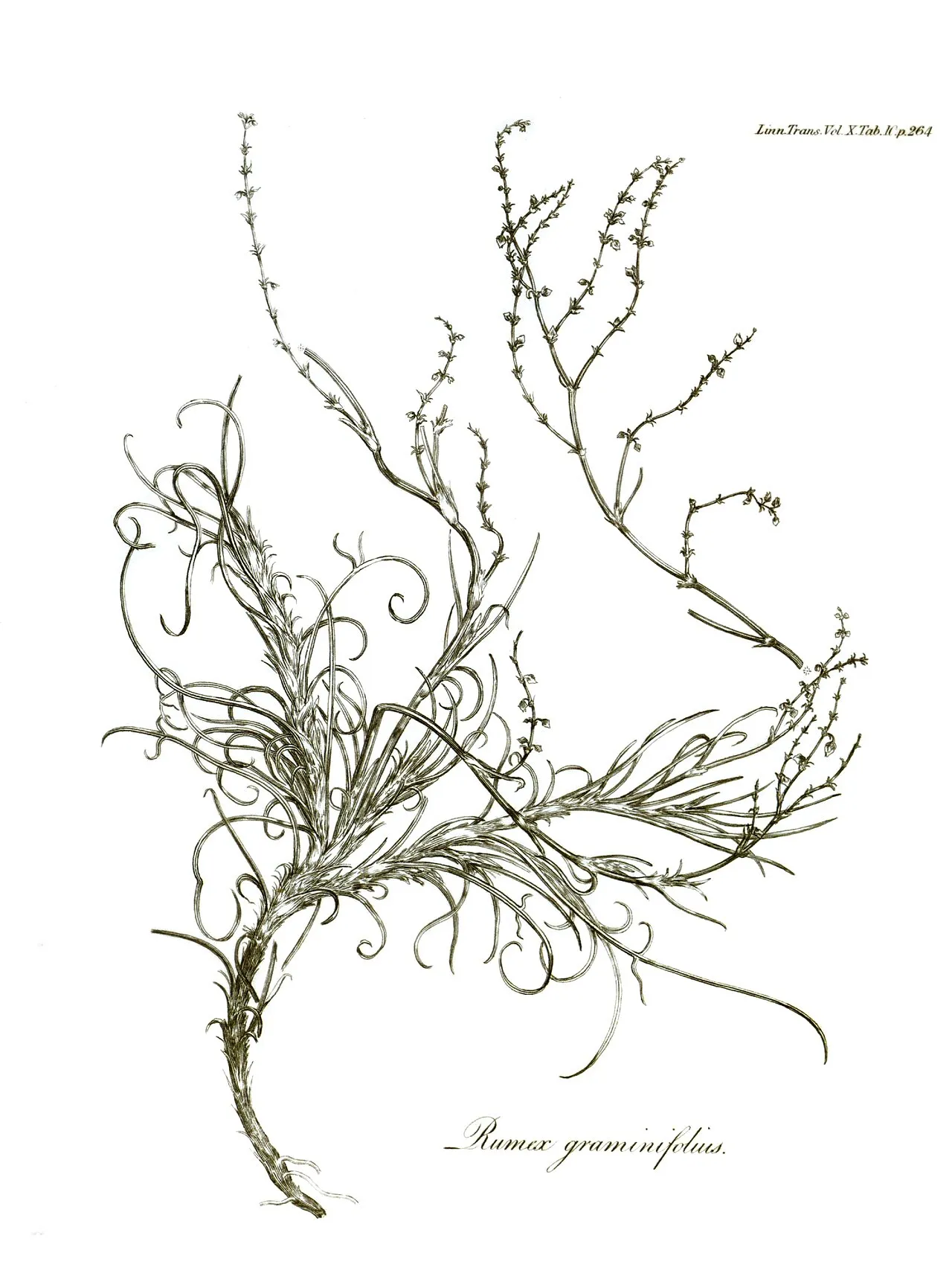 Grassleaf Sorrel — photo by Various