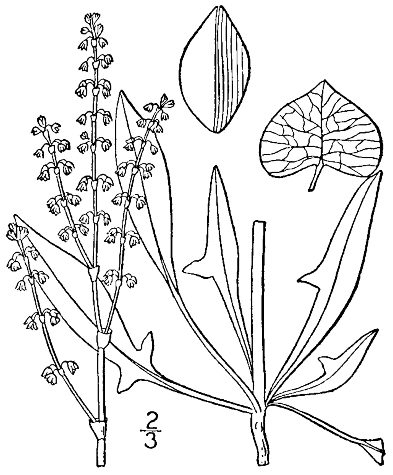 Heartwing Sorrel — photo by Britton, N.L., and A. Brown. 1913. An illustrated flora of the northern Unite…