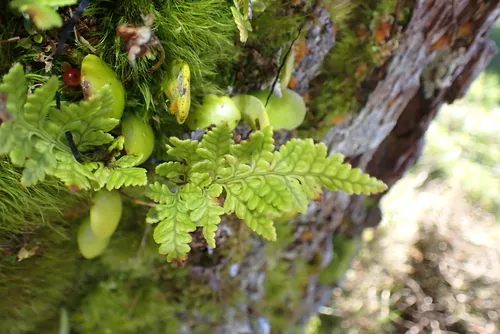 Iron Fern — photo by Michael Berardozzi