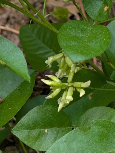 Forest Scurfpea — photo by Sarah Wang