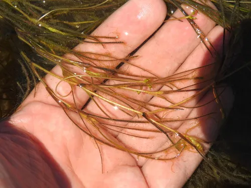 Spiral Ditchgrass
