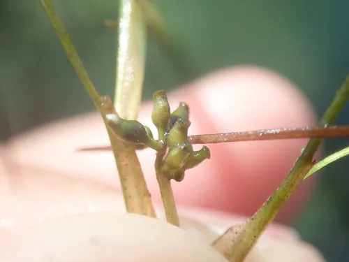 Widgeongrass