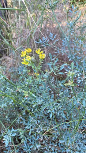 Fringed Rue — photo by Shani gavriel