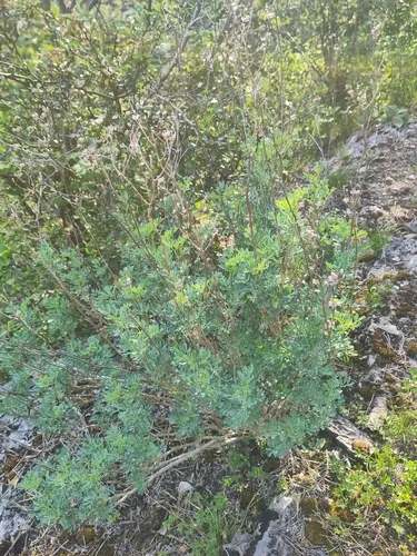 Common Rue