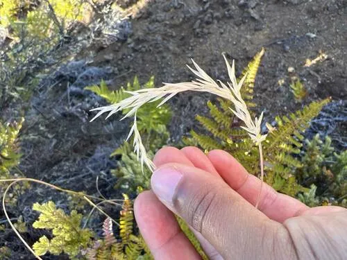 Wallaby Grass