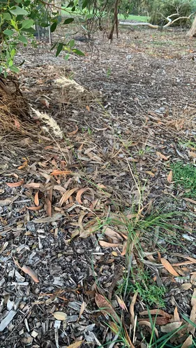 Tufted Wallaby Grass — photo by katimus-metallicae