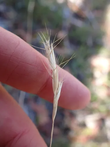 Hairy Wallaby Grass