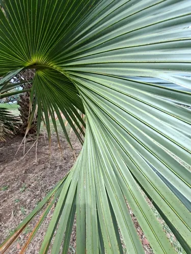 Bermuda Palm