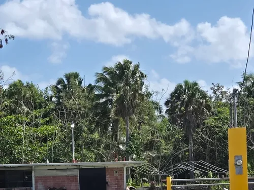 Puerto Rico Palmetto