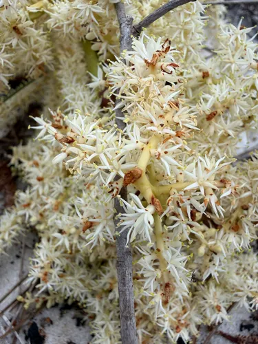 Scrub Palmetto