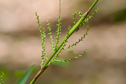 Dwarf Palmetto
