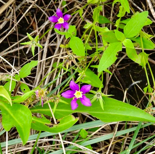 Sand Rose Gentian — photo by Van Remsen