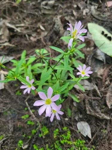 Coastal Rose Gentian