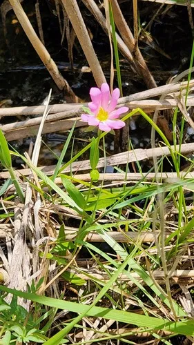 Marsh Rose Gentian — photo by Sue Muller