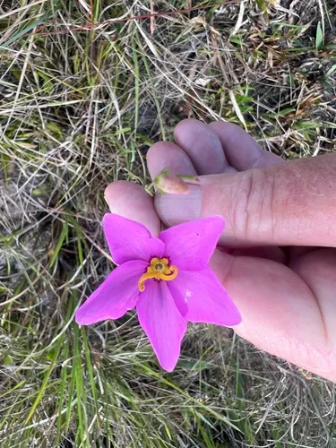 Largeflower Rose Gentian