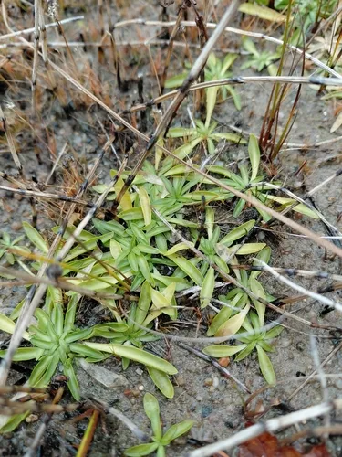 Plymouth Rose Gentian — photo by Dominic Henry