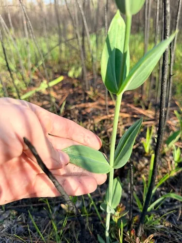 Largeleaf Rose Gentian — photo by Josh Teyler