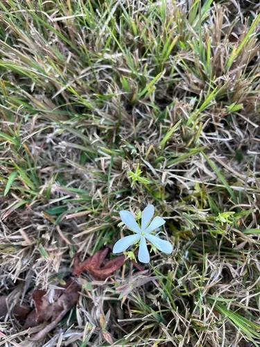 Fourangle Rose Gentian