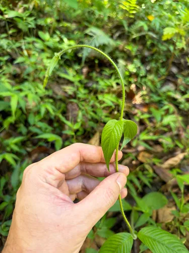 Woolly Woodvine