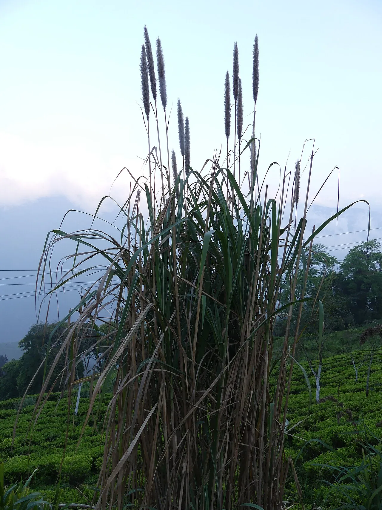 Munj Sweetcane