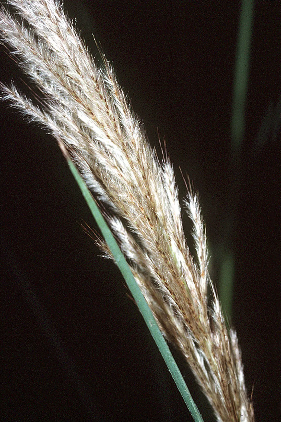 Sugarcane Plumegrass