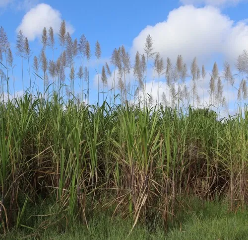 Sugarcane — photo by Jonathan Walz