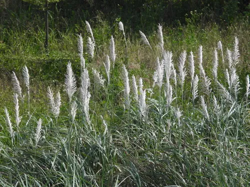 Wild Sugarcane — photo by garlice99